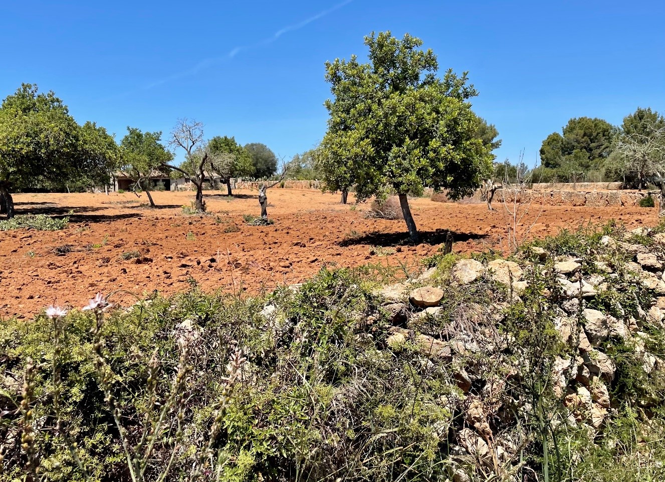 Radfahren auf Mallorca – Eigenes Rad vs Vermietung